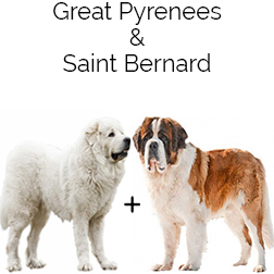 Saint Pyrenees Dog